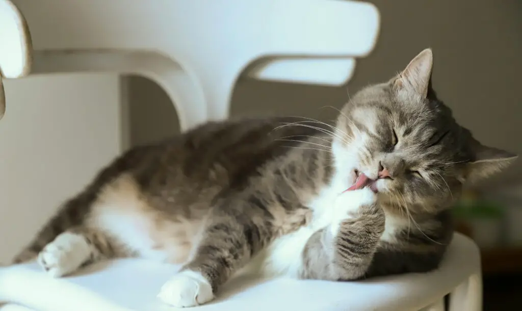 Do Cats Need to Fast Before Teeth Cleaning?