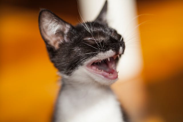 Discover the reasons behind your cat's meowing when you're in the shower and learn practical tips to address this common behavior.