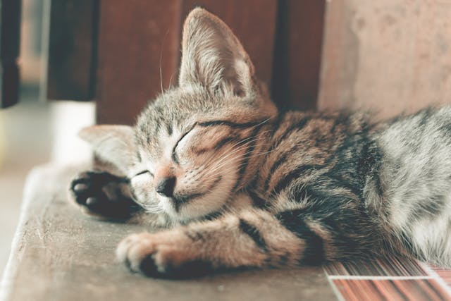 Can Stress Cause Constipation in Cats