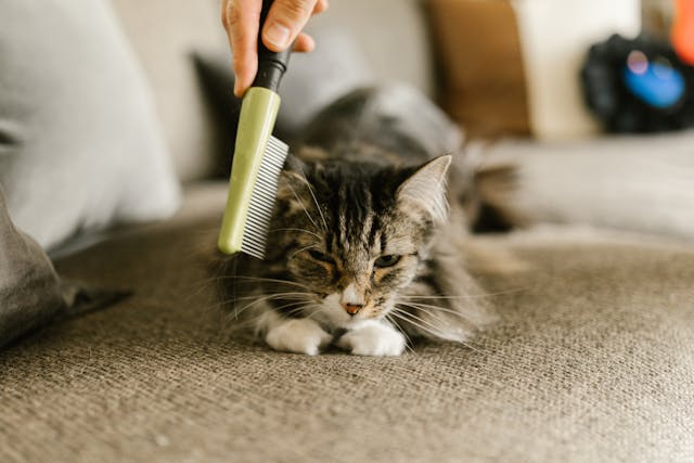 cat bites while grooming