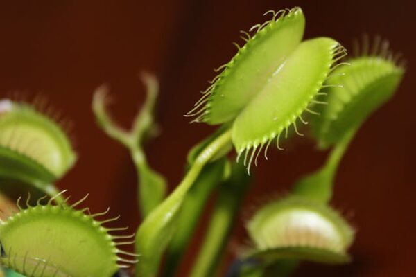 Venus fly traps toxic to cats