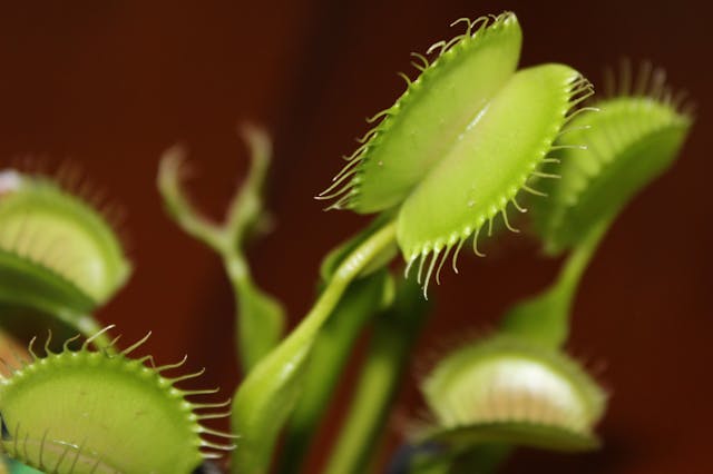 Venus fly traps toxic to cats