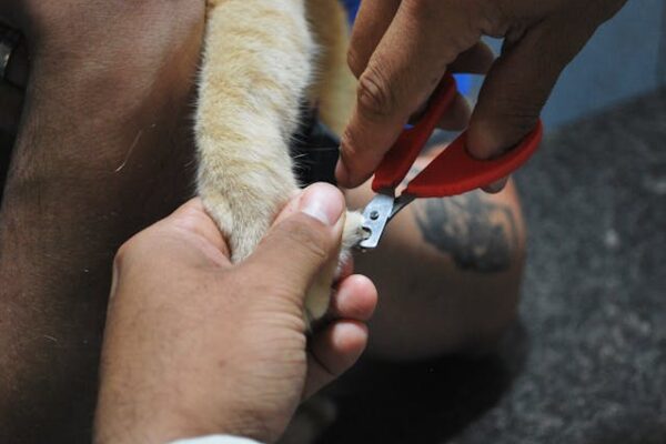 Close-up of a cat scratching a post, highlighting why cats’ nails shed naturally.