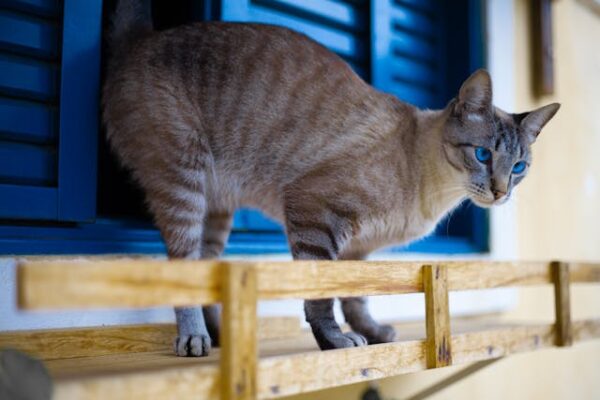 blue-eyed Maine Coon cats, known for their striking eyes, gentle nature, and majestic appearance. Perfect companions for cat lovers!